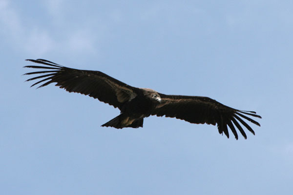 California Condor 2006 Fraser Simpson