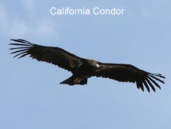 California Condor © 2006  F. S. Simpson