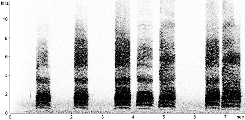 Sonogram of fledgling Carrion Crow vocalisations