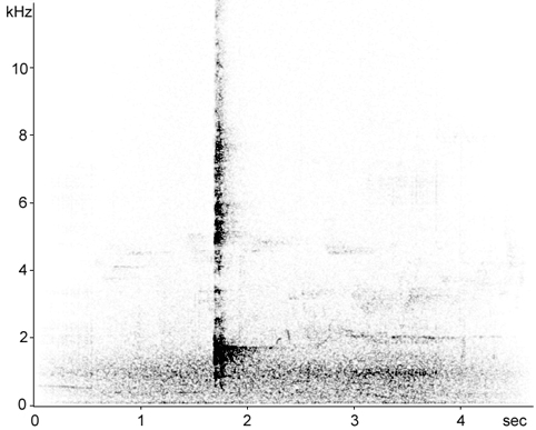 Sonogram of Carrion Crow vocalisations