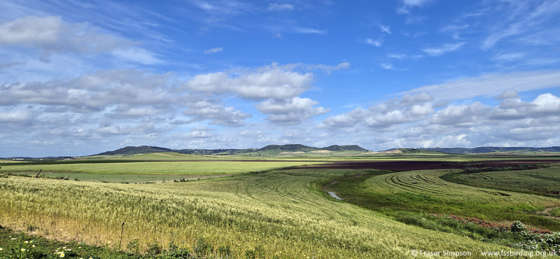 Farmland near Conil de la Frontera, Andaluc�a, Spain, Apr 2025 � Fraser Simpson