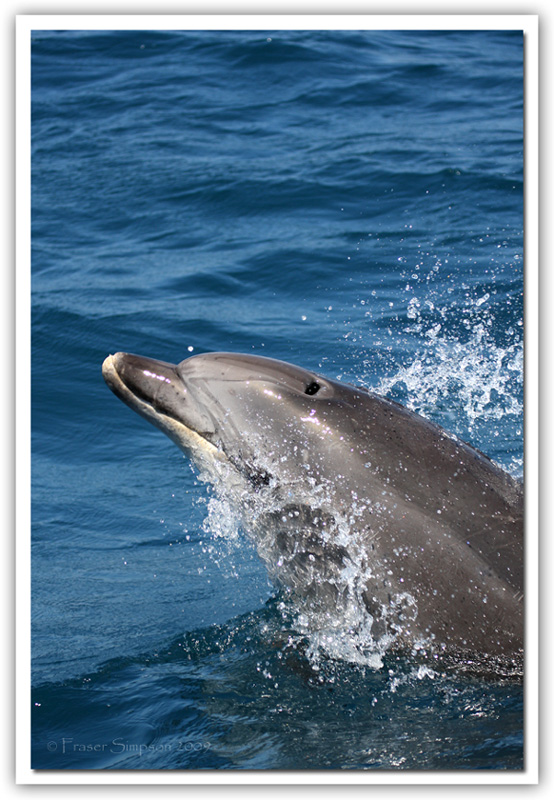 Bottlenose Dolphin, Tursiops truncatus © 2009 Fraser Simpson
