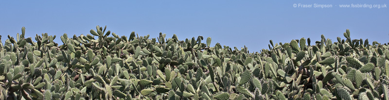 Prickly Pear (Opuntia sp.) © Fraser Simpson