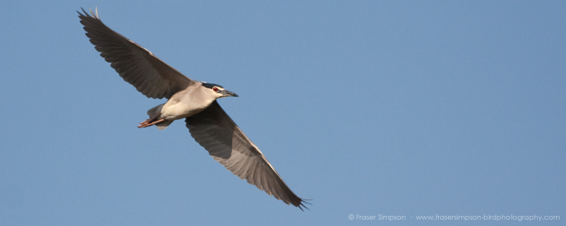 Black-crowned Night Heron (Nycticorax nycticorax) © Fraser Simpson