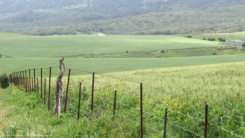 Cereal fields along the foot of the Sierra de Retin, La Zarzuela © Fraser Simpson