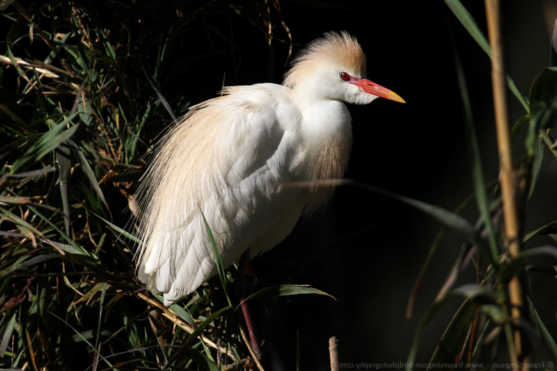Cattle Egret (Bubulcus ibis) © Fraser Simpson