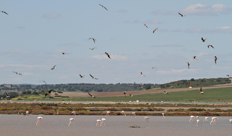 Greater Flamingos and Collared Prationcoles, Marismas del Barbate © Fraser Simpson