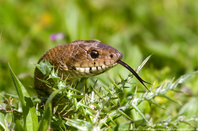 Ladder Snake (Rhinechis scalaris) © Fraser Simpson