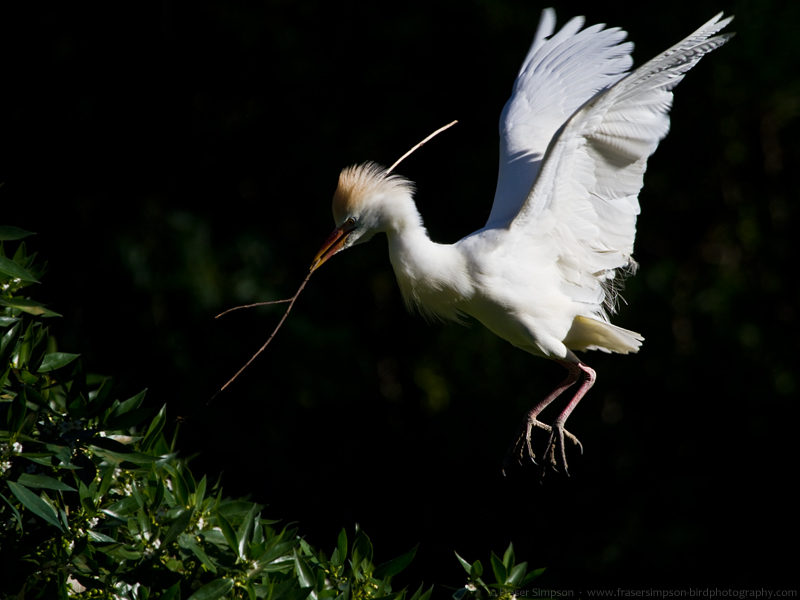 Cattle Egret (Bubulcus ibis) © Fraser Simpson