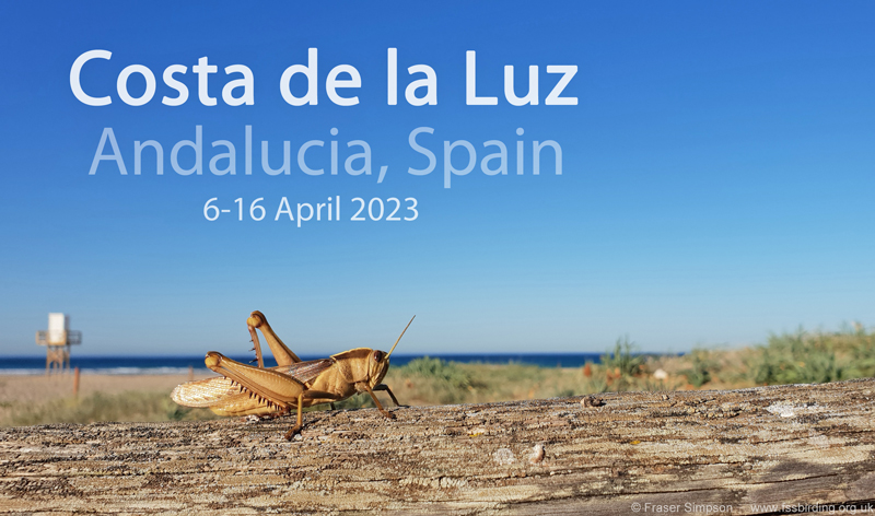 New trip report from southwest Spain, 6-16 April 2023