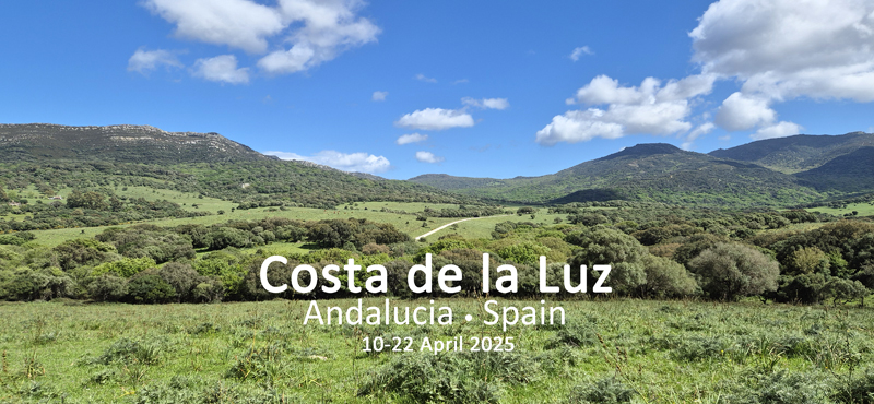 New trip report from southwest Spain, 10-22 April 2025