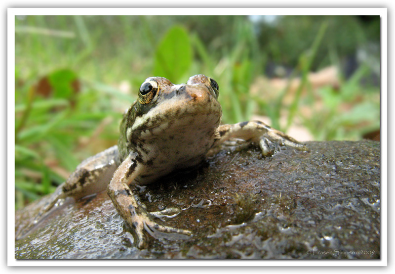 Iberian Water Frog, Rana perezi © 2009 Fraser Simpson