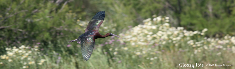 Glossy Ibis © 2007 Fraser Simpson