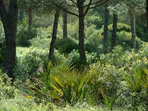 Barbate Stone Pine Woodland