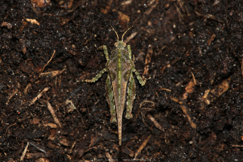 Cepero's Groundhopper (Tetrix ceperoi) © Fraser Simpson