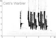 Cetti's Warbler sonogram � Fraser Simpson www.fssbirding.org.uk
