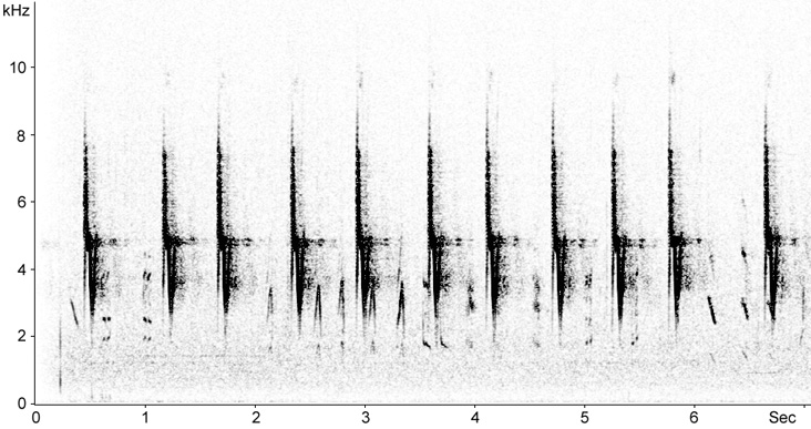 Sonogram of Cetti's Warbler call