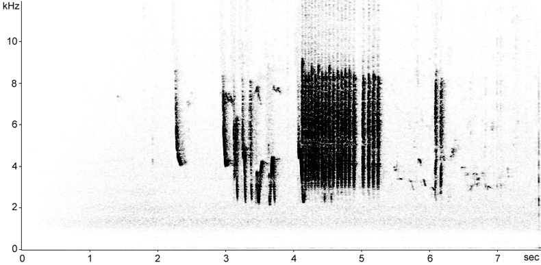 Sonogram male Cetti's Warbler song interrupted by female rattle call