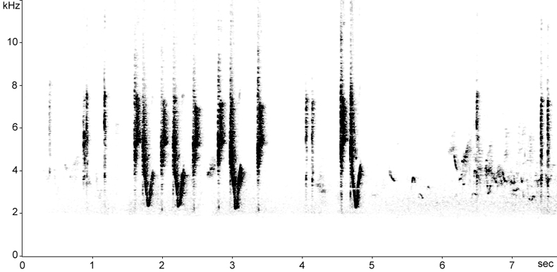 Sonogram of calls from a Cetti's Warbler