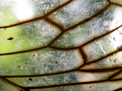Cicada Wing Detail