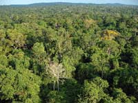 Amazon Rainforest, Mato Grosso