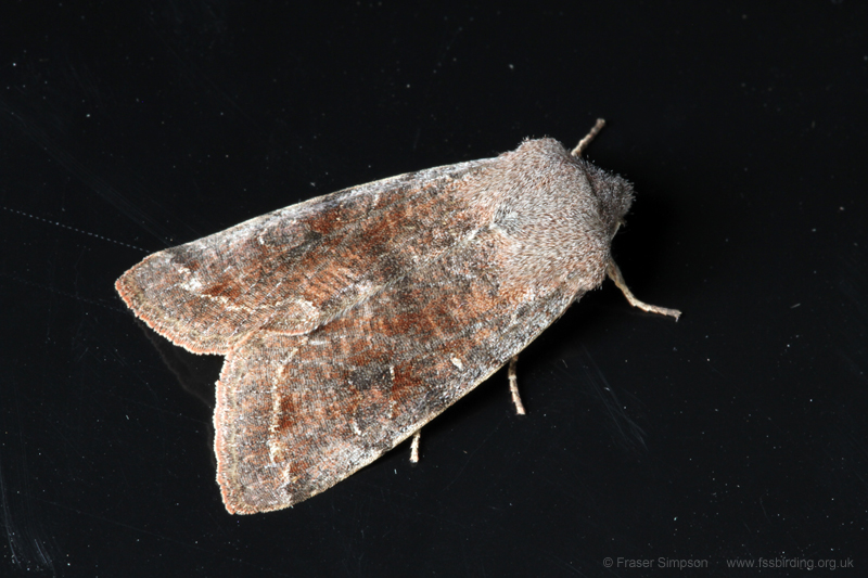 Clouded Drab (Orthosia incerta) © Fraser Simpson