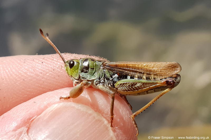 Club-legged Grasshopper (Gomphocerus sibiricus) © Fraser Simpson
