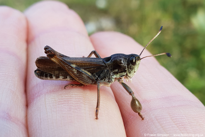 Club-legged Grasshopper (Gomphocerus sibiricus) © Fraser Simpson