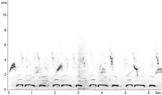 Sonogram of Collared Dove song