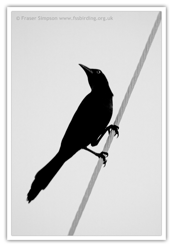 Common Grackle  (Quiscalus quiscula) � 2010 Fraser Simpson