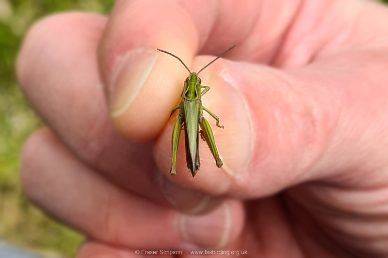 Common Green Grasshopper (Omocestus viridulus) © Fraser Simpson