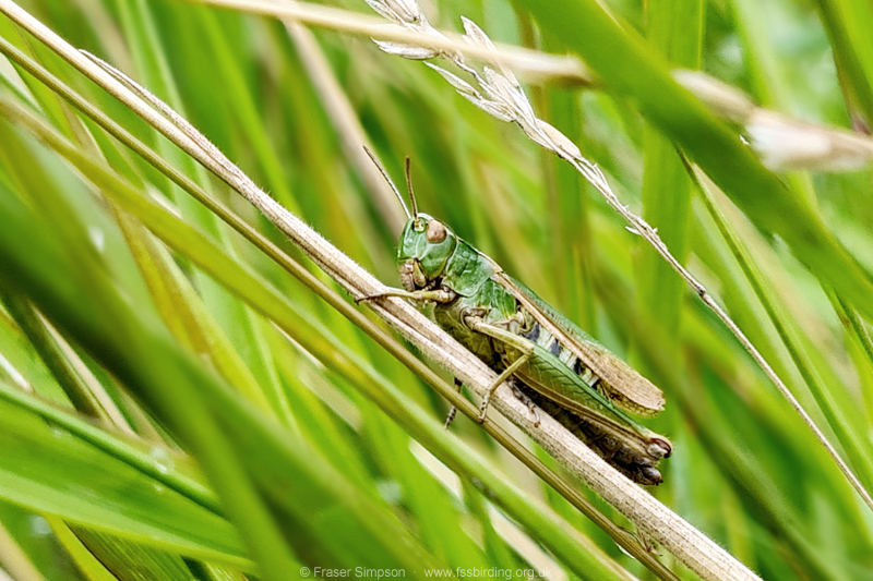 Common Green Grasshopper (Omocestus viridulus) � Fraser Simpson