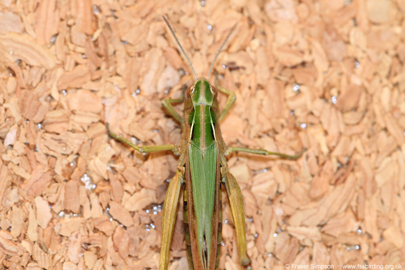 Common Green Grasshopper (Omocestus viridulus) © Fraser Simpson