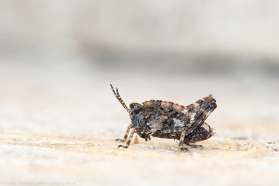  Common Groundhopper (Tetrix undulata), Gailes Marsh SWT � Fraser Simpson