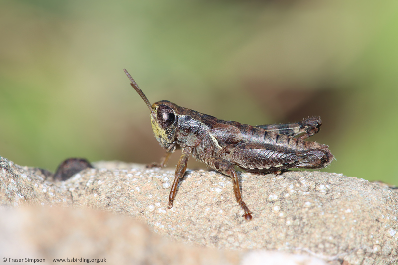 Common Maquis Grasshopper (Pezotettix giornae) � Fraser Simpson