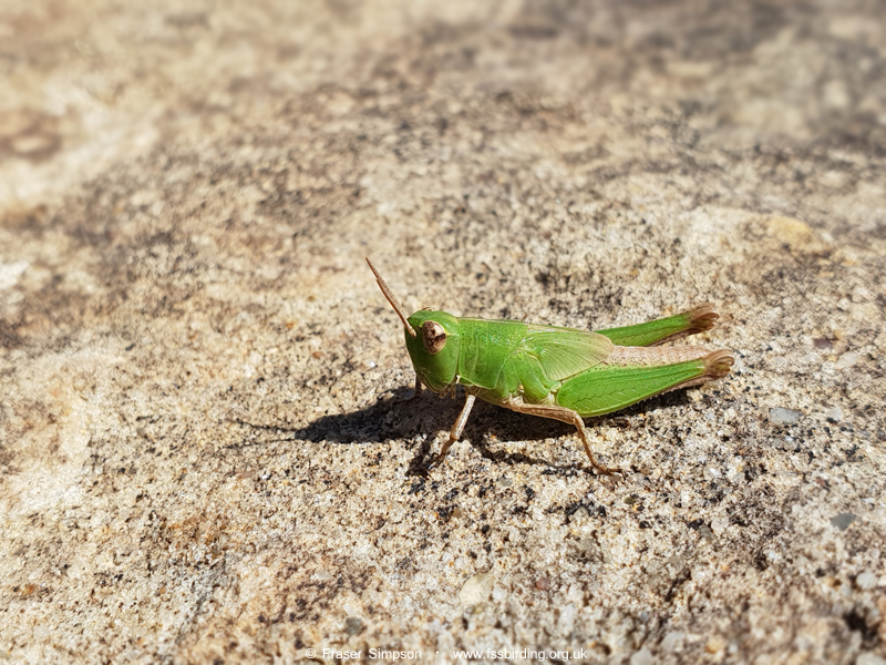 Common Maquis Grasshopper (Pezotettix giornae) © Fraser Simpson