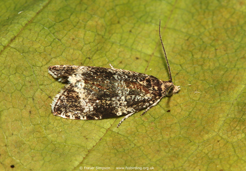 Common Marble (Celypha lacunana) � Fraser Simpson