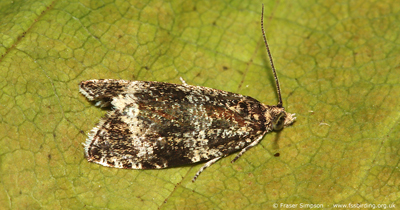 Common Marble (Celypha lacunana) � Fraser Simpson