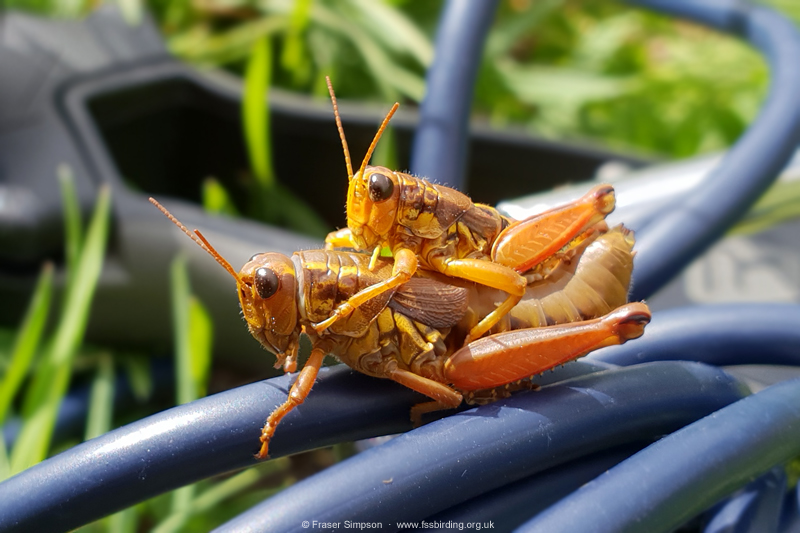 Common Mountain Grasshopper (Podisma pedestris) © Fraser Simpson