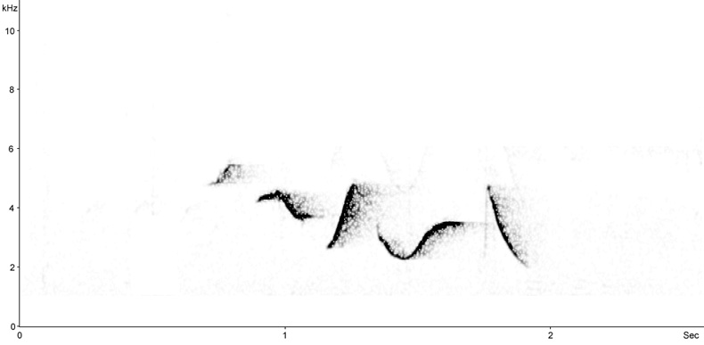 Sonogram of Common Rosefinch song