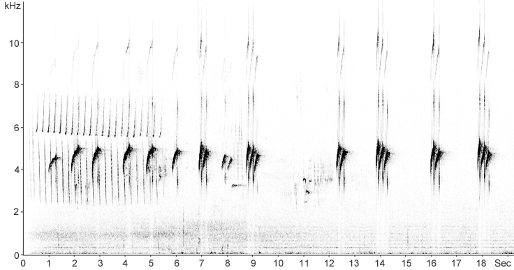 Sonogram of Common Sandpiper calls
