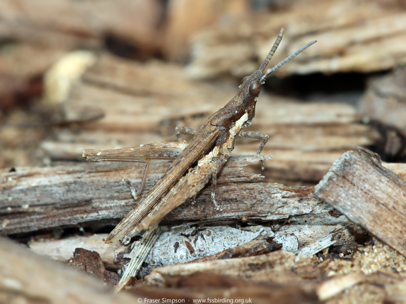 Common Stick Grasshopper (Pyrgomorpha conica) © Fraser Simpson