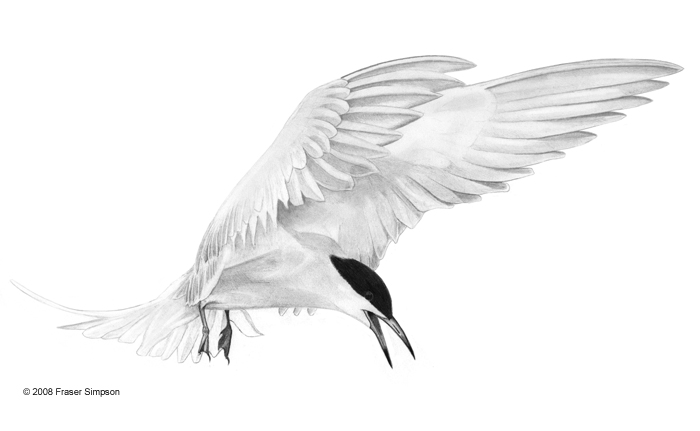 Common Tern drawing © Fraser Simpson