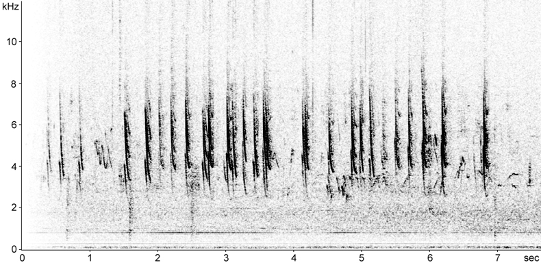 Sonogram of Common Waxbill calls
