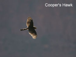 Cooper's Hawk © 2006  F. S. Simpson