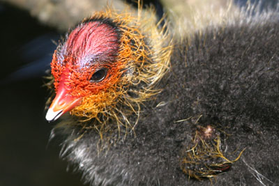 Coot chick  2005  F. S. Simpson