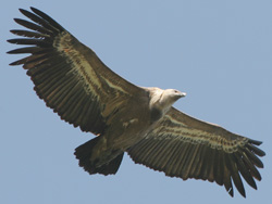 Griffon Vulture (Gyps fulvus), Sierra de Retin
