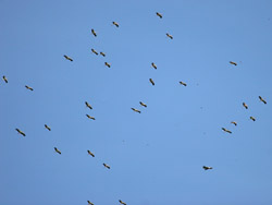 White Stork migration
