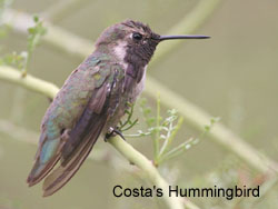 Costa's Hummingbird © 2006  F. S. Simpson