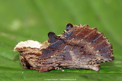 Coxcomb Prominent�(Ptilodon capucina) � Fraser Simpson